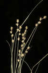 Prickly bog sedge